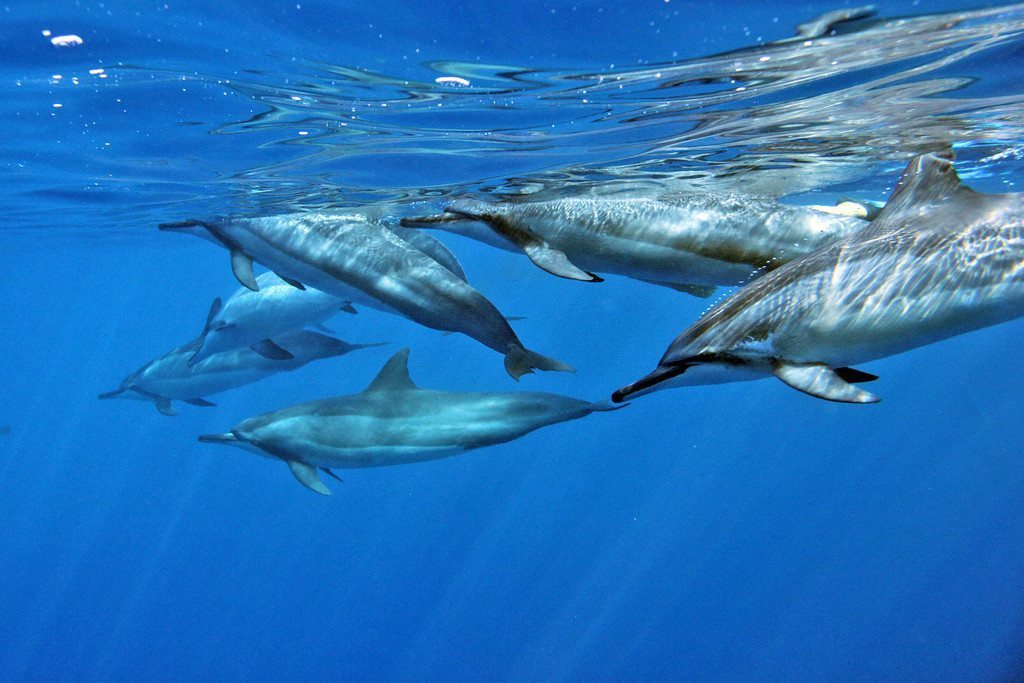 Which Island Can You Swim with Dolphins Hawaii?  And Related Questions