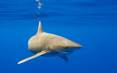 What Sharks Can You Swim With in Hawaii (Great Whites)?