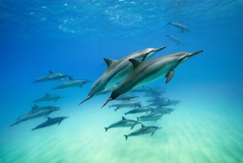 Are Dolphins Dangerous? Your Comprehensive Guide To Understanding Dolphins